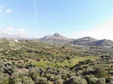 Land with olive trees close to Plakias