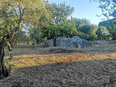 Terrain 8000 m² avec ruines à vendre à San Vito Dei Normanni