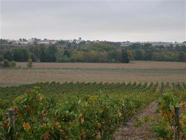 Vignoble Aop Cabardès de 42 ha dont 39 ha de vignes