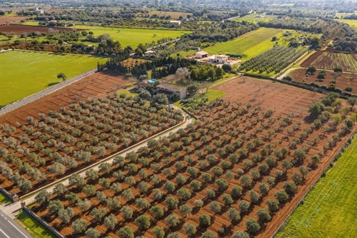 Finca con licencia vacacional y plantación de olivos en Santa Eugenia