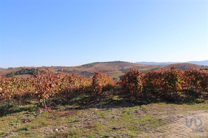 New vineyard with spectacular scenery in Castedo - Alijó