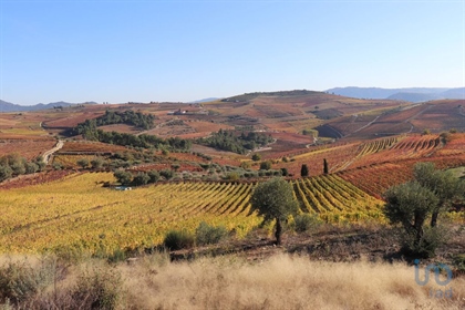New vineyard with spectacular scenery in Castedo - Alijó