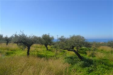 Gelegenheit Einzigartiges Grundstück 2833 qm In Agios Dimitrios, West Mani.