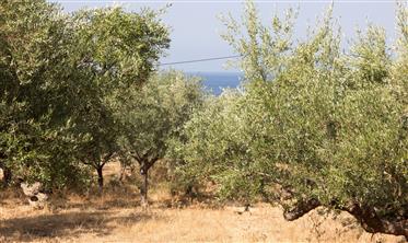 For Sale Amazing Plot For Sale Near To Pantazi Beach