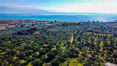 Plot in Petalidi with great view - 15.000sq.m.