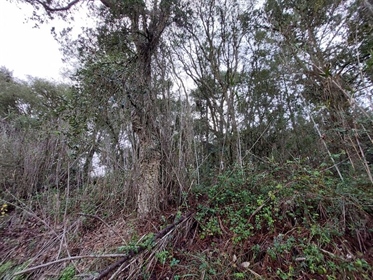 Rustic land located in the parish of Salir de Matos, Caldas da Rainha silver coast. Proper