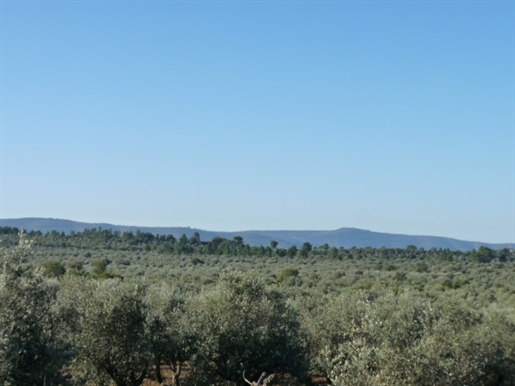 Property, with 5.5 ha in the Borba region, for sale, in a state of pure nature