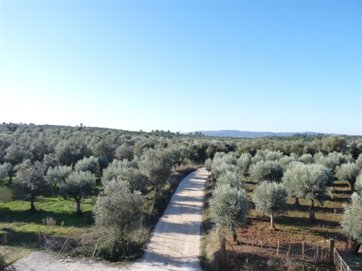 Property with 4 ha in borba region for sale. Nature in a pure state.