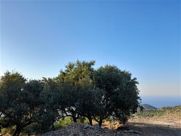 Stavromenos-Sitia: Terrain à bâtir avec vue mer et très vieux oliviers à Stavromenos, à 8km de la me