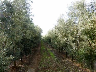 Olivar Ecológico - Portugal - Vila Real