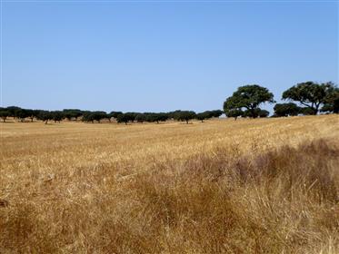 Domaine (ferme) 1.100 ha. Portugal, Alentejo, Beja.