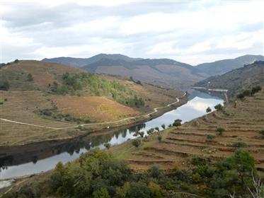 Port Wine farm and Doc wine. Portugal, Vila Real, Douro.