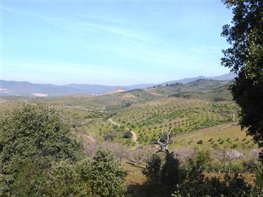 92 ha with Olival, Amendoal, Sobro and Forest. Portugal, Bragança, T. Moncorvo