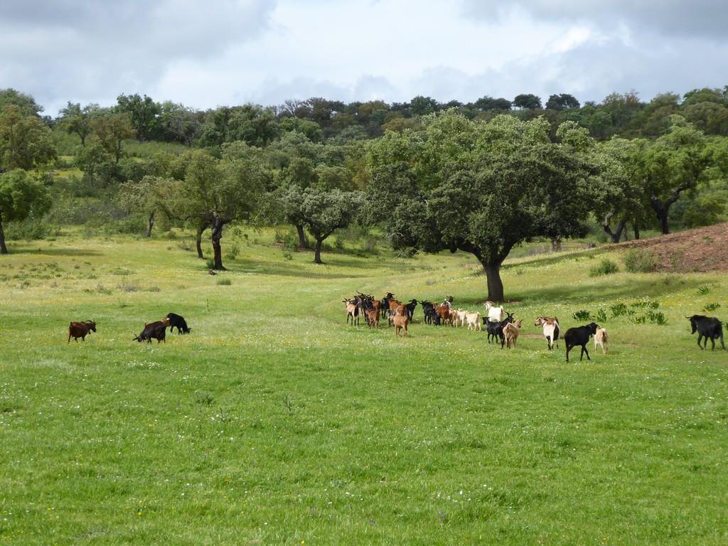 caprine acres