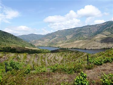 Vineyard 15,5Ha with total Farm size of 24Ha, Douro river vi...