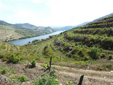 15.5Ha vinhedo em uma fazenda de 24Ha, com vista para o rio Douro. Portugal, Douro, V. N. F. Côa.