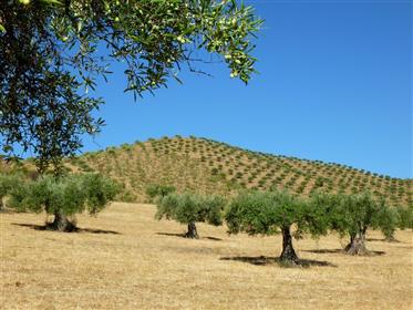 960 000 m2 with olive grove. Portugal, Barca d’Alva, Figueira C. Rodrigo.