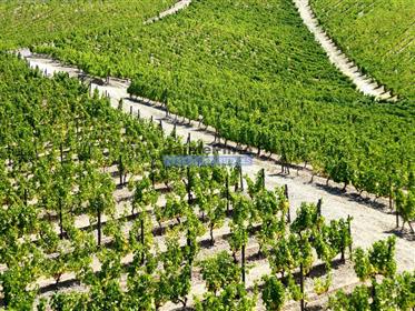 Property 90 ha, vineyard, houses, winery, Douro river. Portugal, Douro, V. N. Foz Côa.