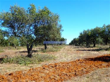 615Ha, vaches, oliveraie, eau, liège. Portugal, Évora.