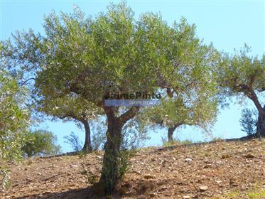 4,1Ha Olive grove, fruit trees, ruin. Portugal, F. C. Rodrigo, Escalhão
