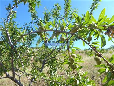 11Ha olive and almond groves with ruin. Barca D'Alva, F.C. Rodrigo.