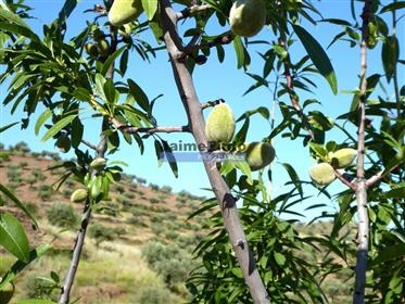 11Ha olive and almond groves with ruin. Barca D'Alva, F.C. Rodrigo.