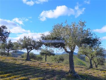 Property 130ha with Olive trees, Vineyard, Forest. Portugal, Guarda, F. C. Rodrigo.