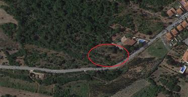 Land for sale in Alcobaça