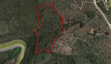 Buildable plot 12918 sqm in Afetes Pelion