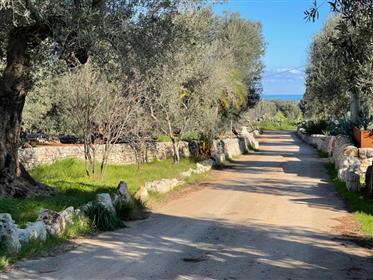 Exciting Masseria- Ready To Move In