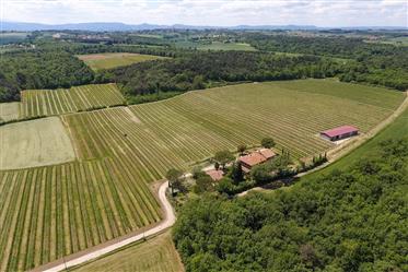 Winemaking business with 17 hectares of land including 13 of Doc vineyard, villa split into 4 apartments with large cellar, outbuilding and large storage u...