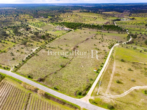 The Cabeção vineyards - 7,175 hectares