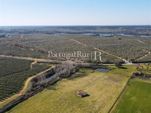 Farm with 29 hectares in Avis