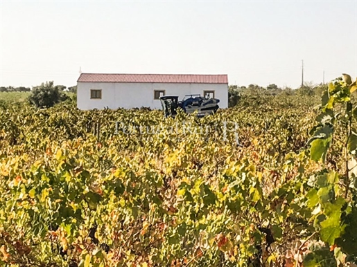 Farm with 7.8ha with vineyard and machinery