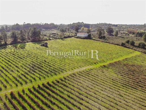 Vineyard with 9.4 hectares in the Idanha-a-Nova area