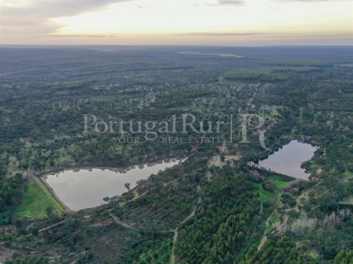 Herdade florestal com 293 hectares no Ribatejo
