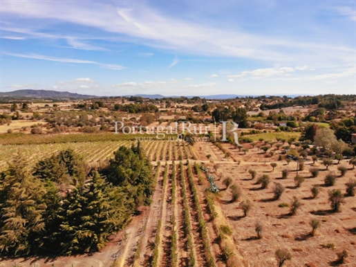 Vineyard estate for sale for someone that is looking for a farmers´life in rural Portugal.