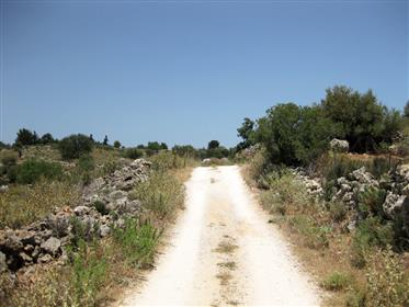 Large plot in the small, Cretan village Kaina, located in th...