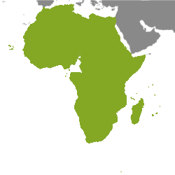 Imobiliário África