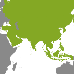 Fastighetsobjekt Asien