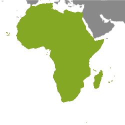 Immobilie Afrika