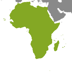 Immobilier Afrique