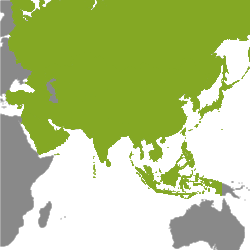 Immobilien Asien